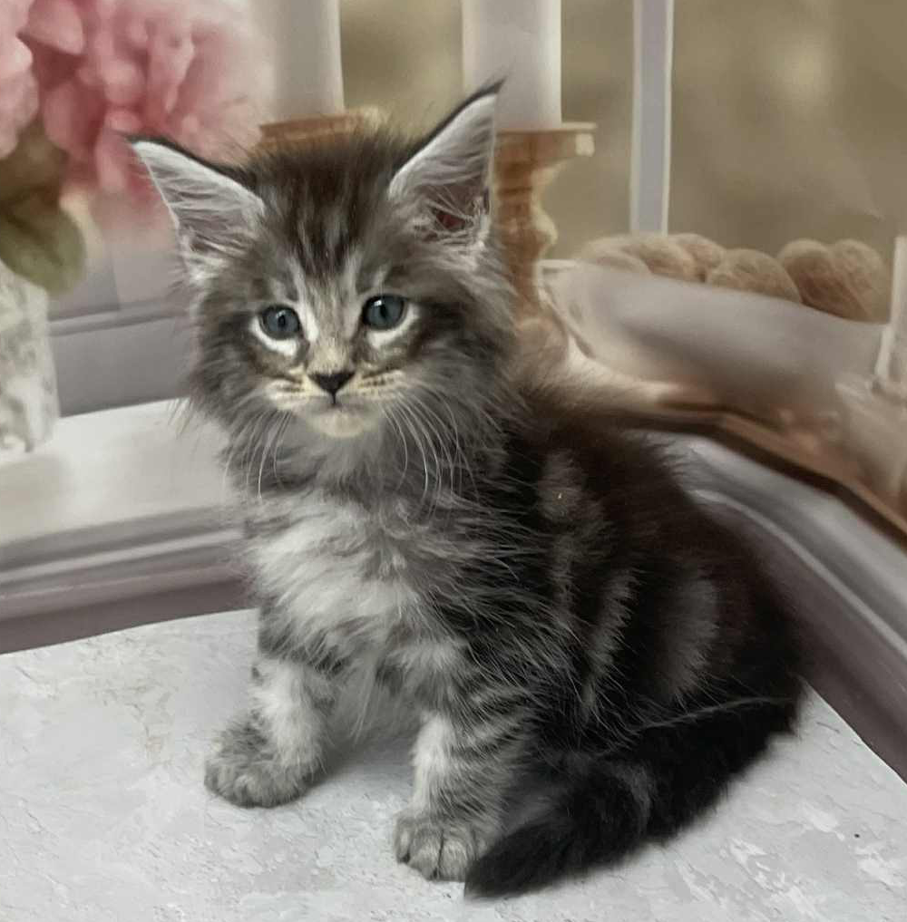 Samson-Male