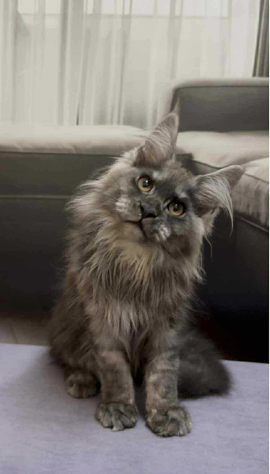 Soul-Female - Image 4