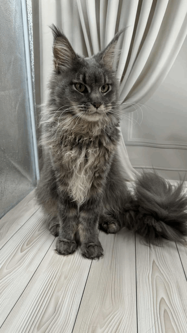 Nika-Female - Image 14