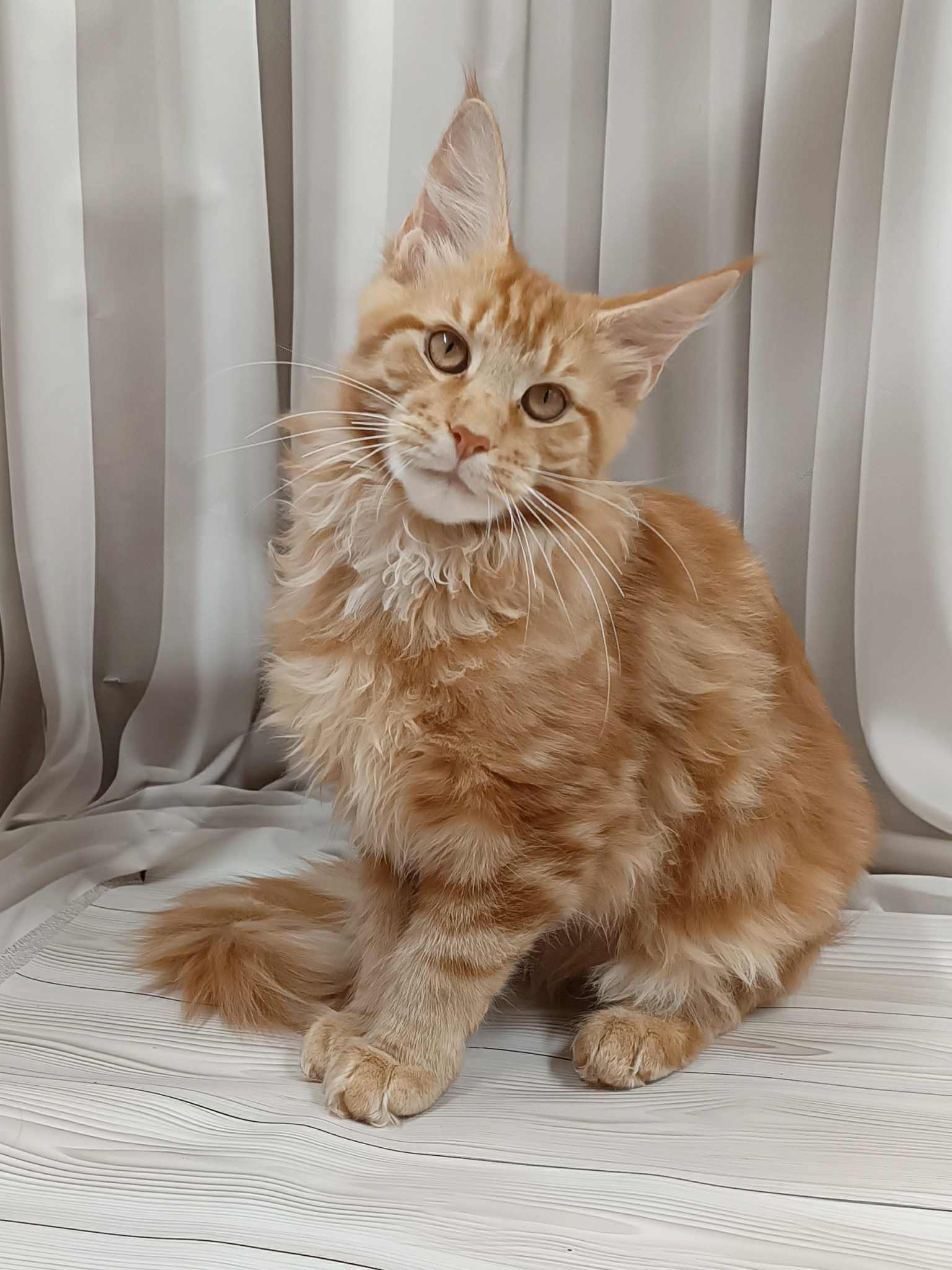 Miron-Male - Image 4