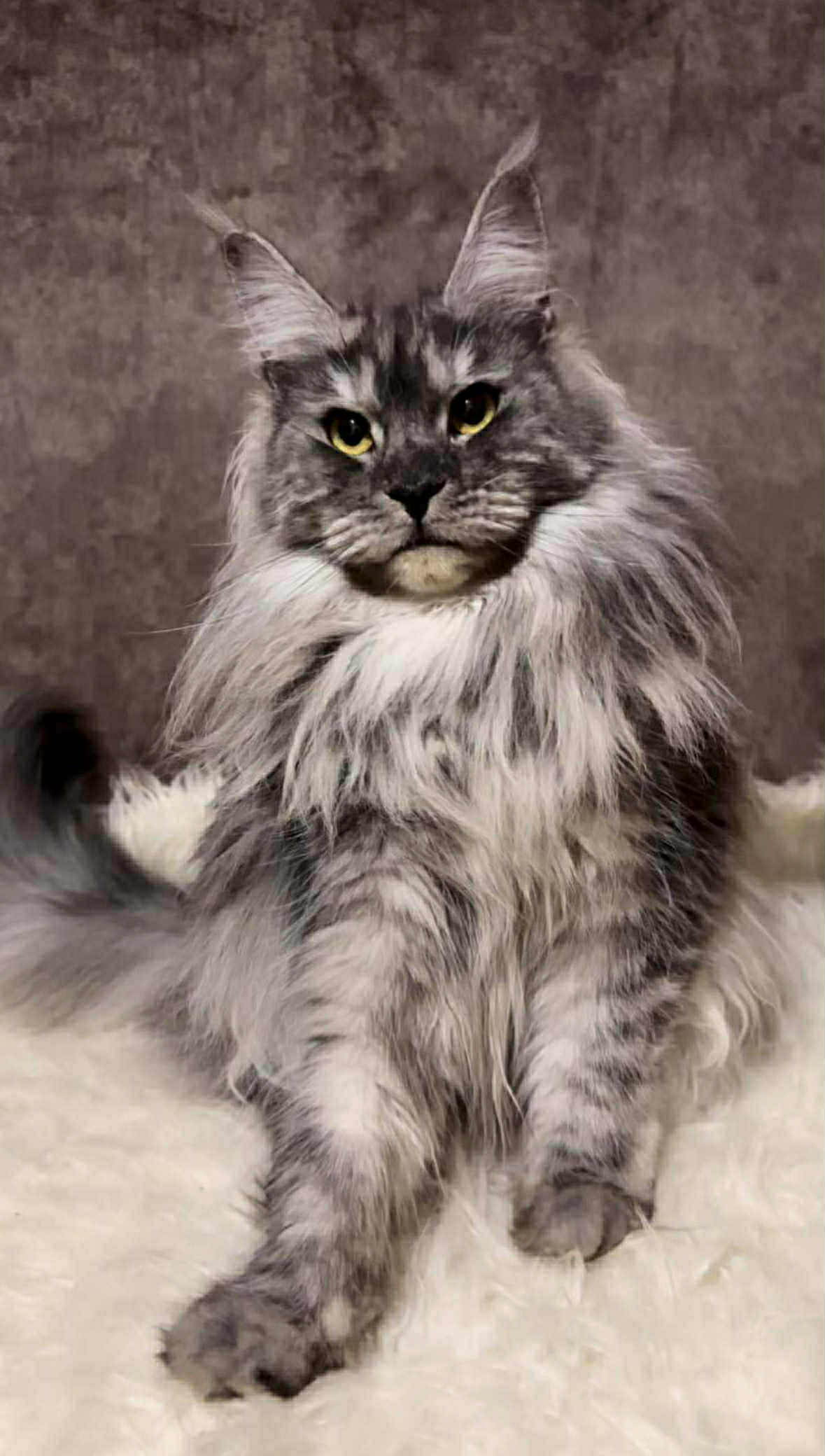 Gavryusha-Male - Image 8