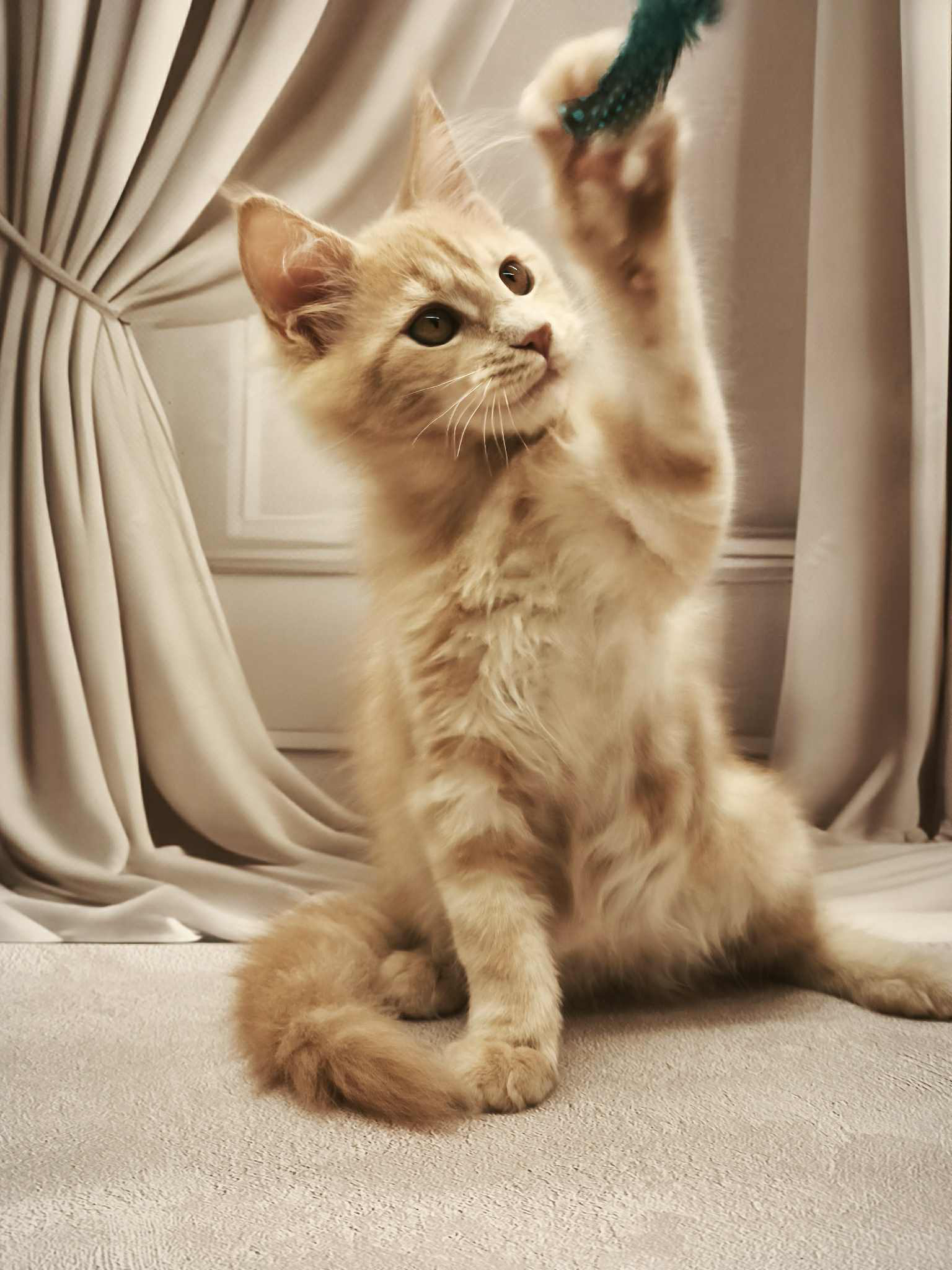 Barhan-Male - Image 4