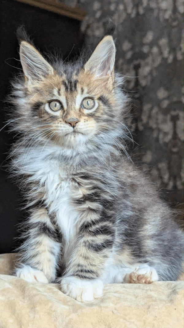 Bambino-Male - Image 8