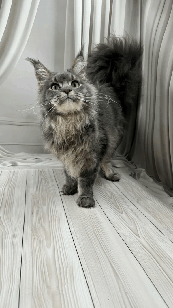 Nika-Female - Image 8