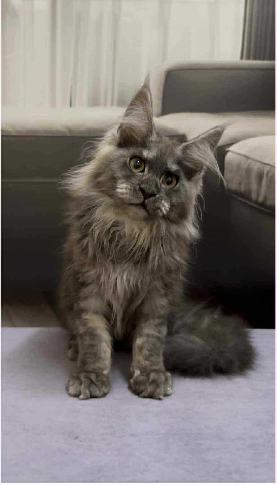 Soul-Female - Image 5