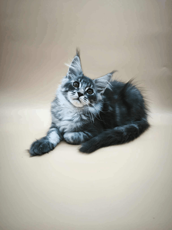 Roy-Male - Image 5