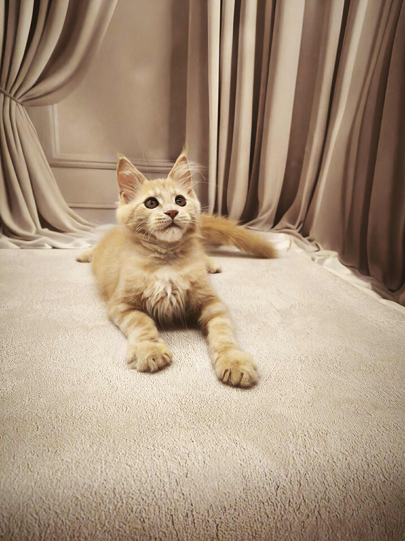 Barhan-Male - Image 8