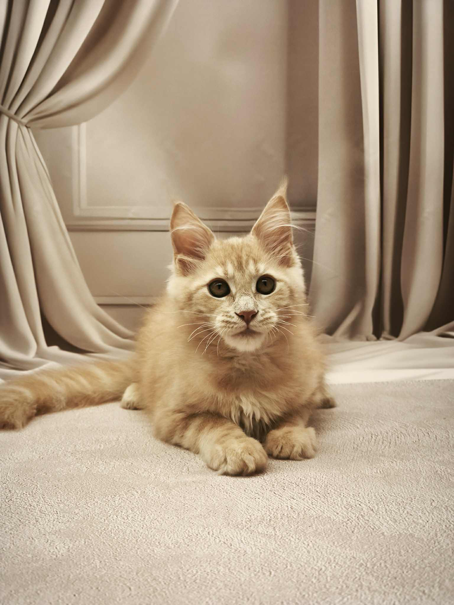 Barhan-Male - Image 5