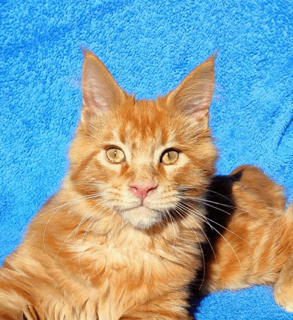 Buddy-Male