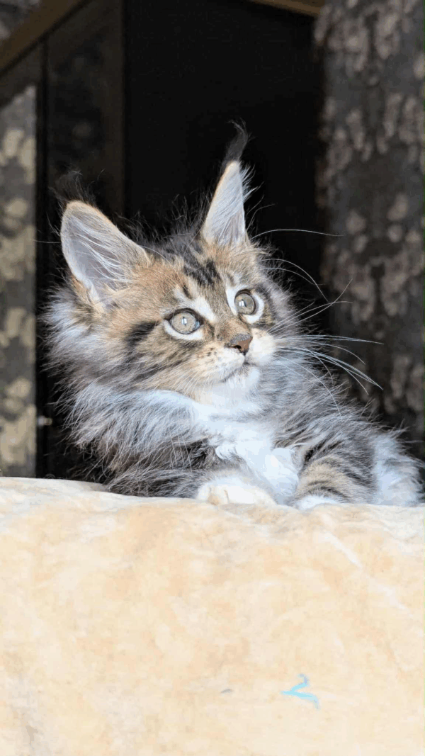 Bambino-Male - Image 3