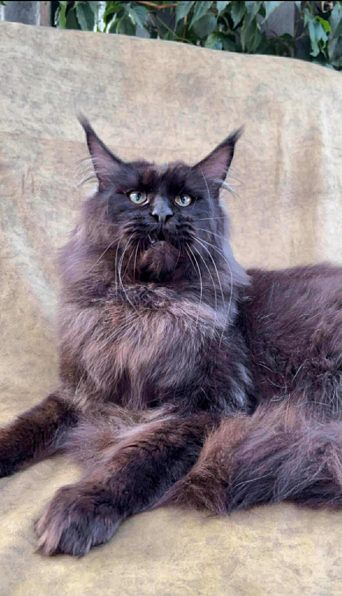 Gavryusha-Male - Image 9