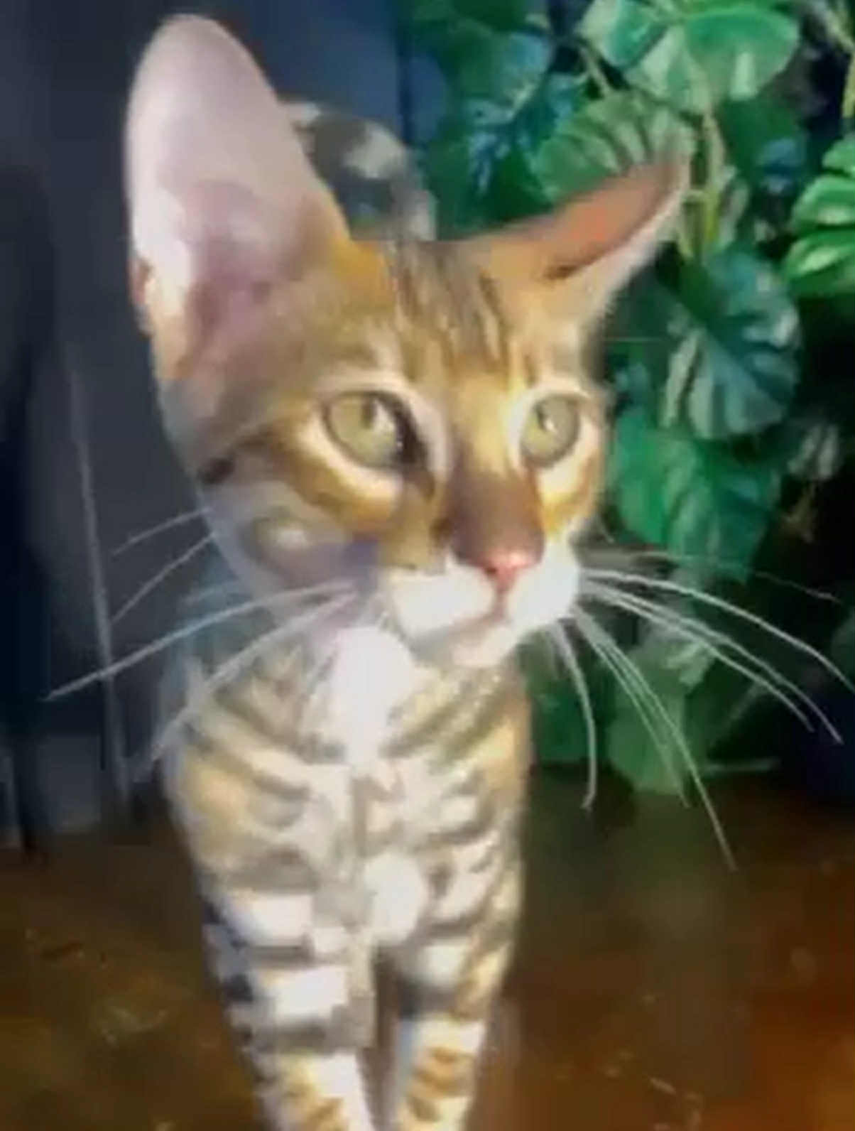 Khymber-Male - Image 3