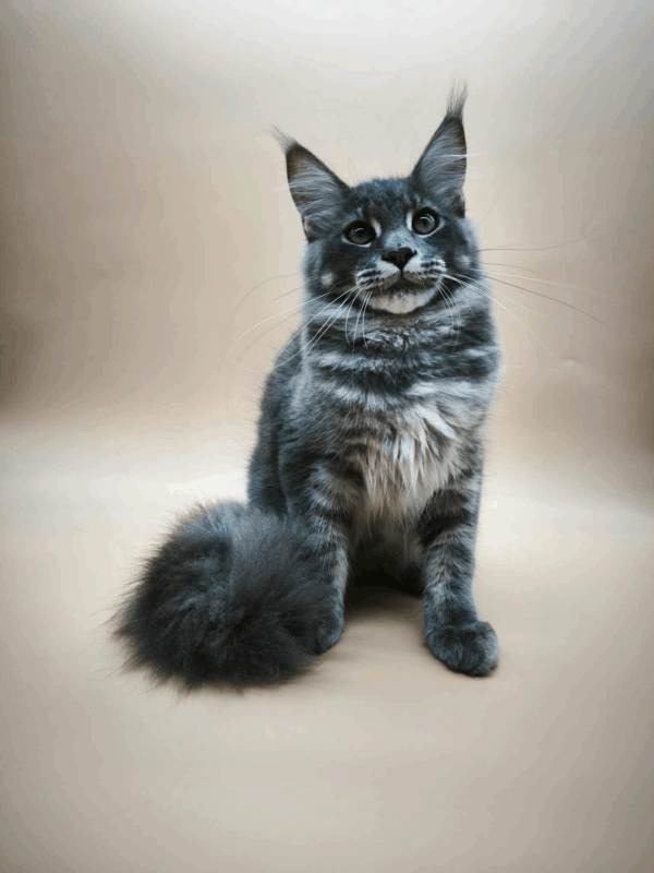 Million-Male - Image 5