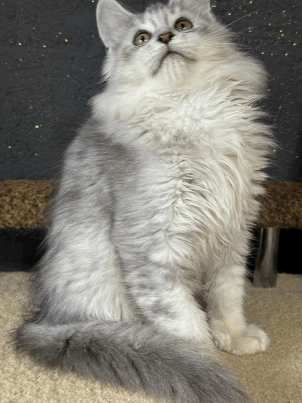Milana-Female - Image 10
