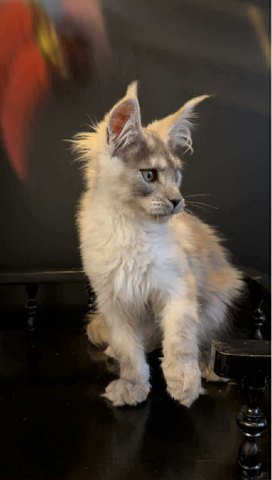 Gavryusha-Male - Image 4