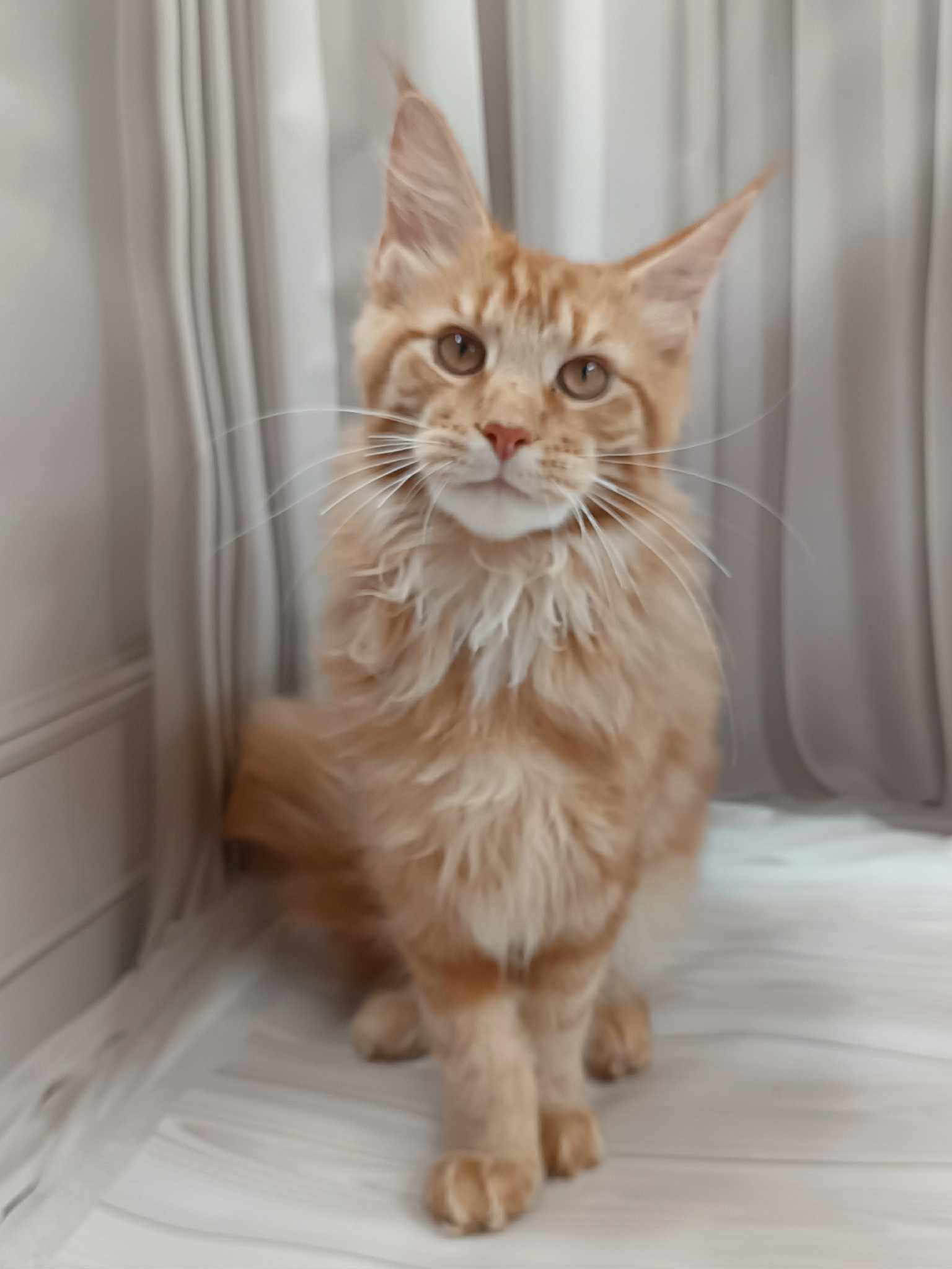 Miron-Male - Image 8