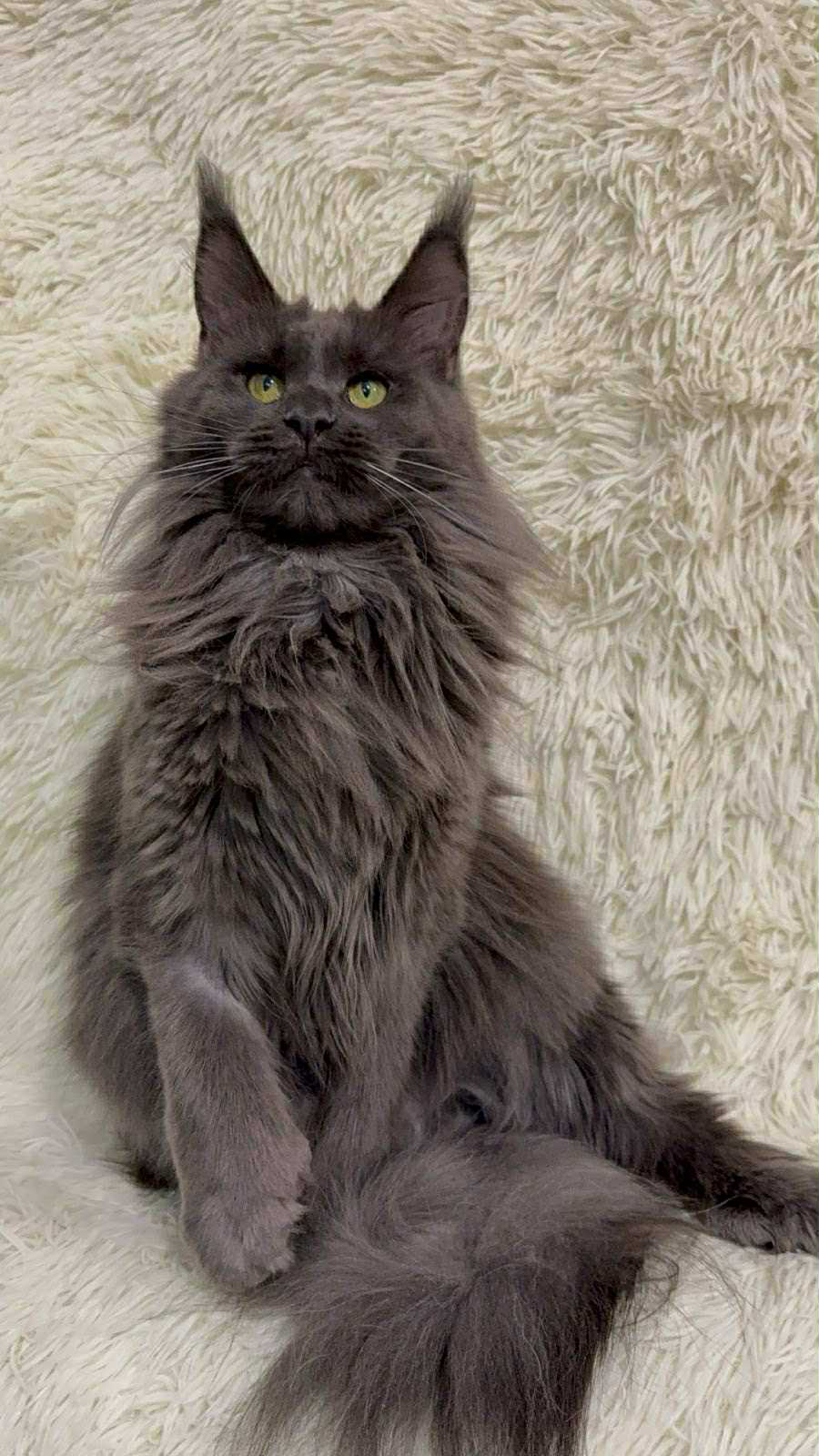 Barbara-Female - Image 2