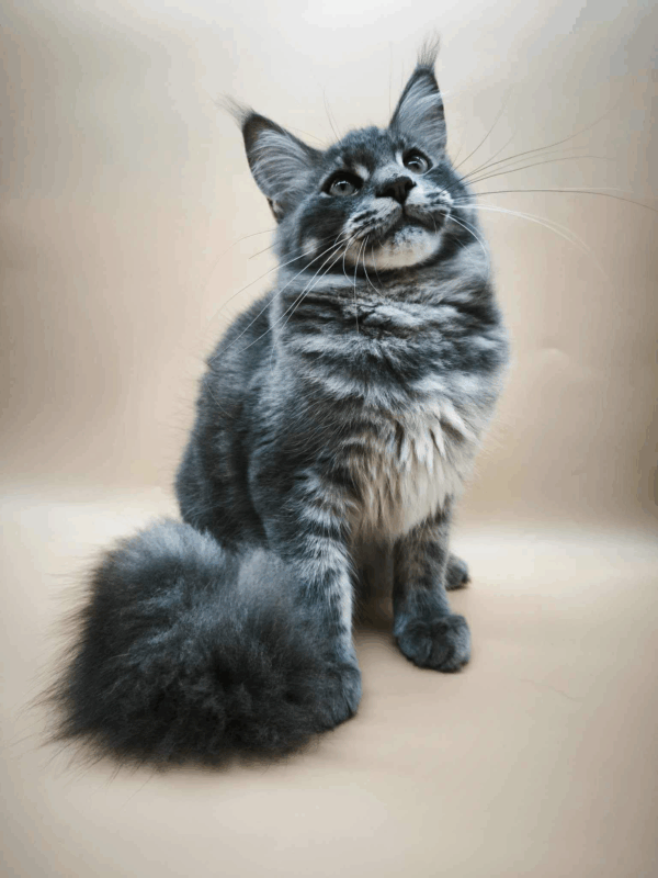 Million-Male - Image 4