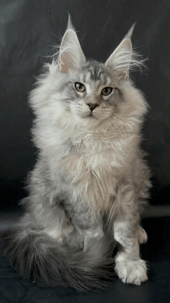 maine coon kittens for sale denver,