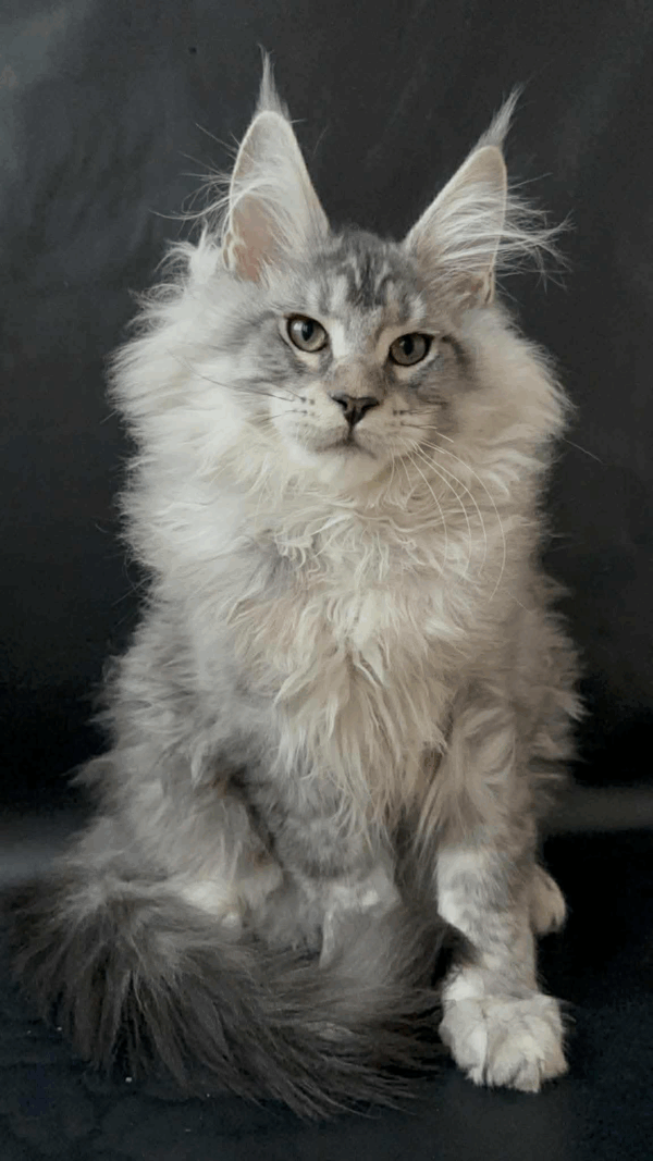 maine coon kittens for sale denver,