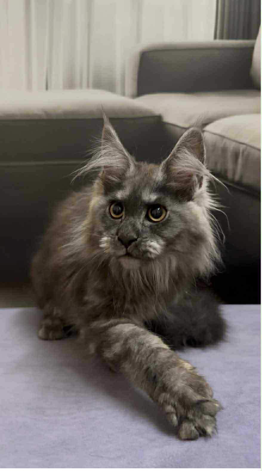 Soul-Female - Image 3