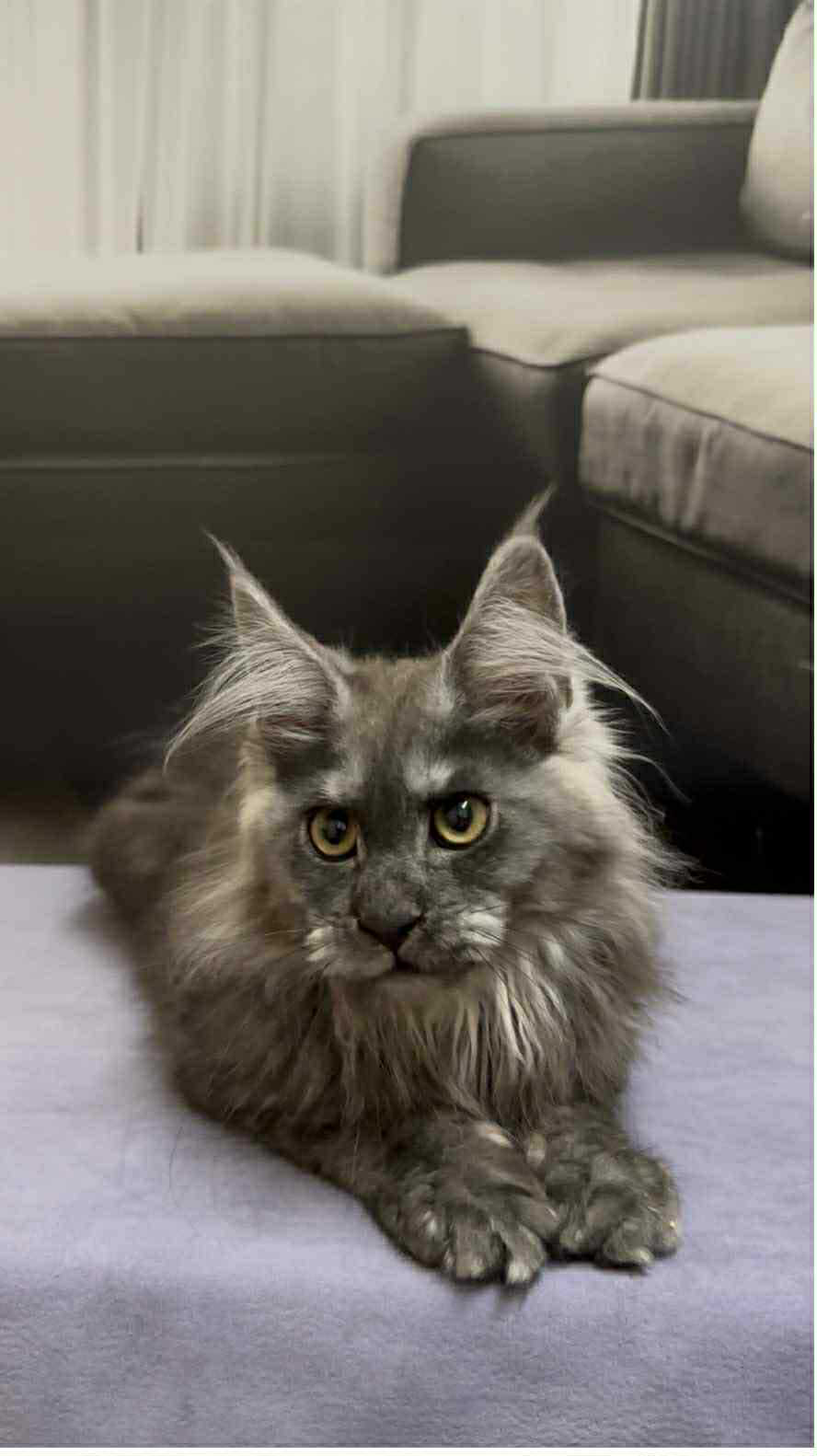 Soul-Female - Image 6