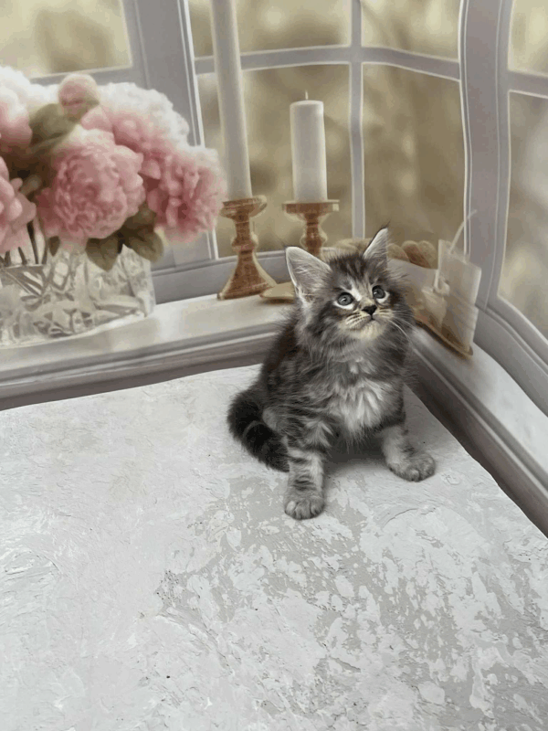 Samson-Male - Image 3