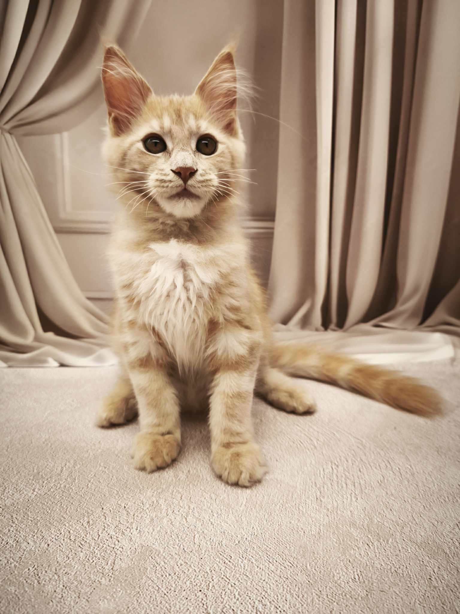 Barhan-Male - Image 12