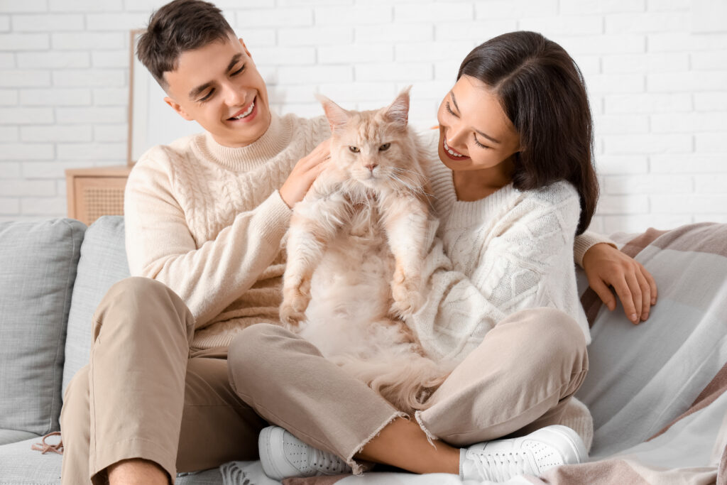 maine coon kittens for sale denver