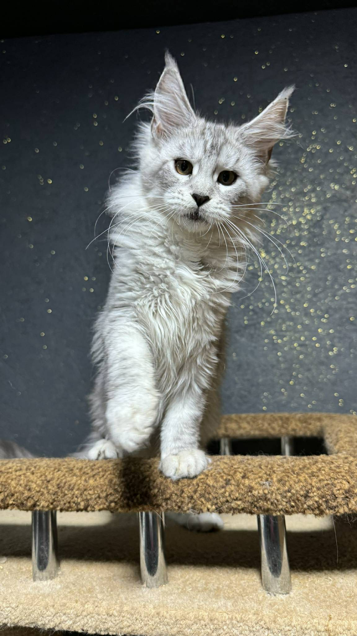 Nimfa-Female - Image 10