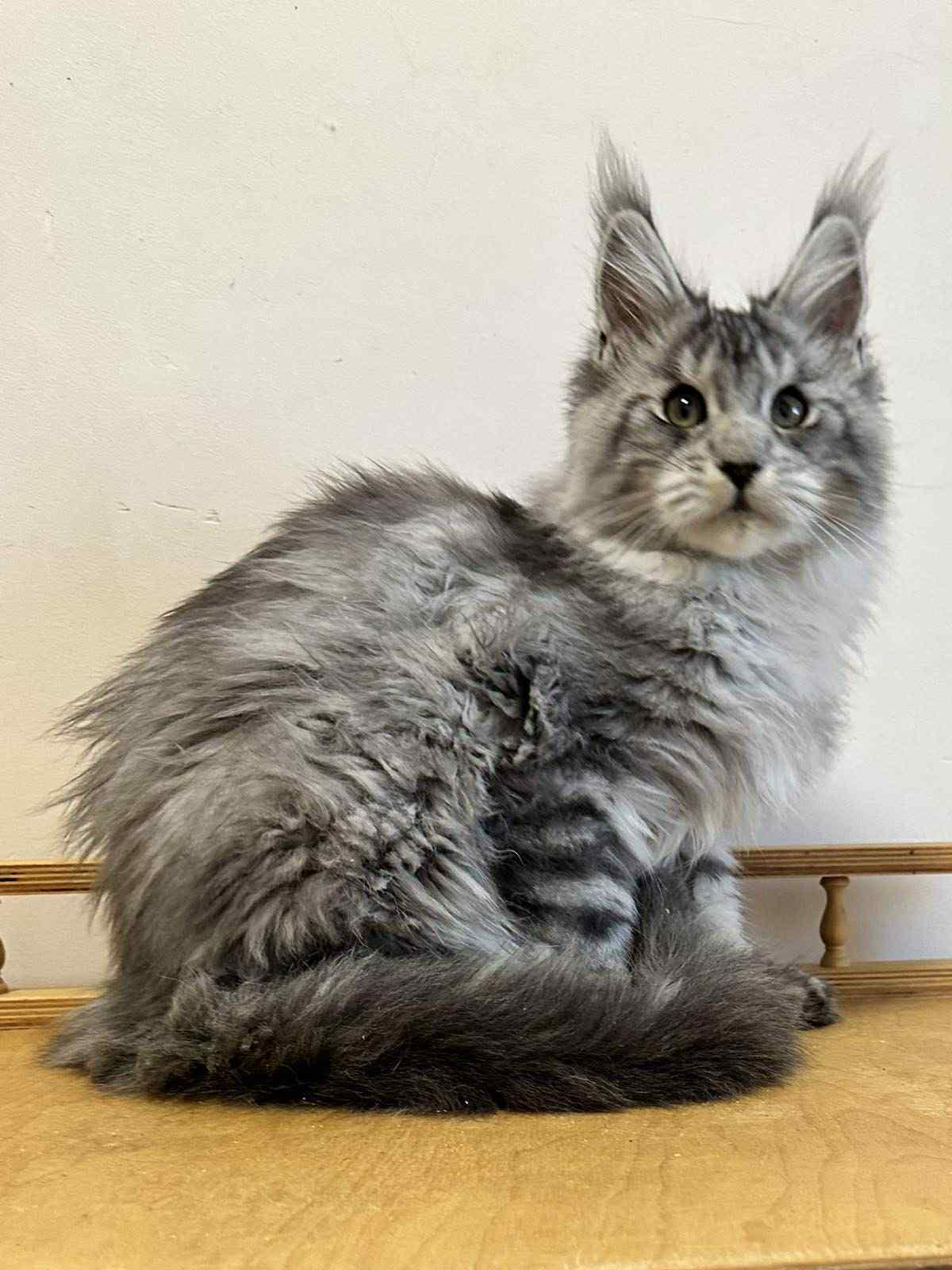 Markus-Male - Image 4