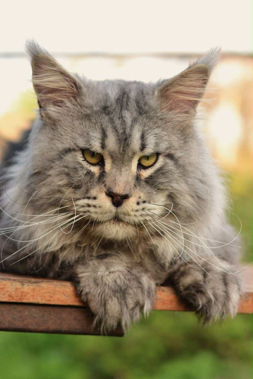 Margo-Female - Image 7