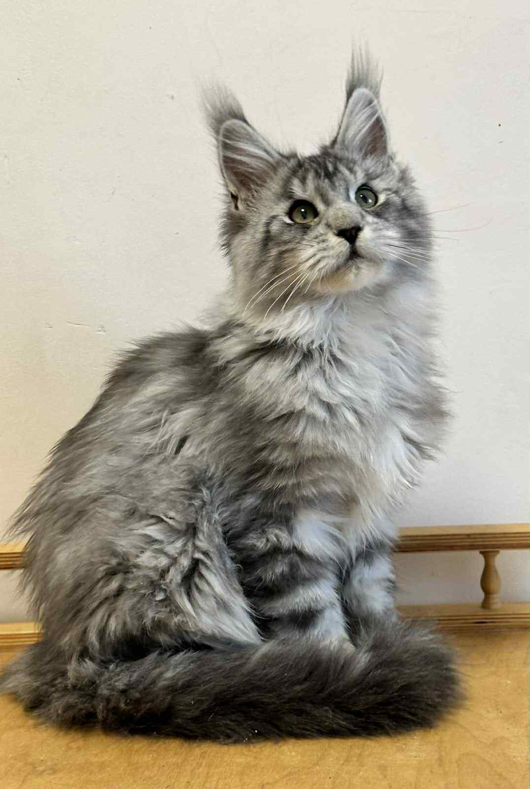 Markus-Male - Image 5