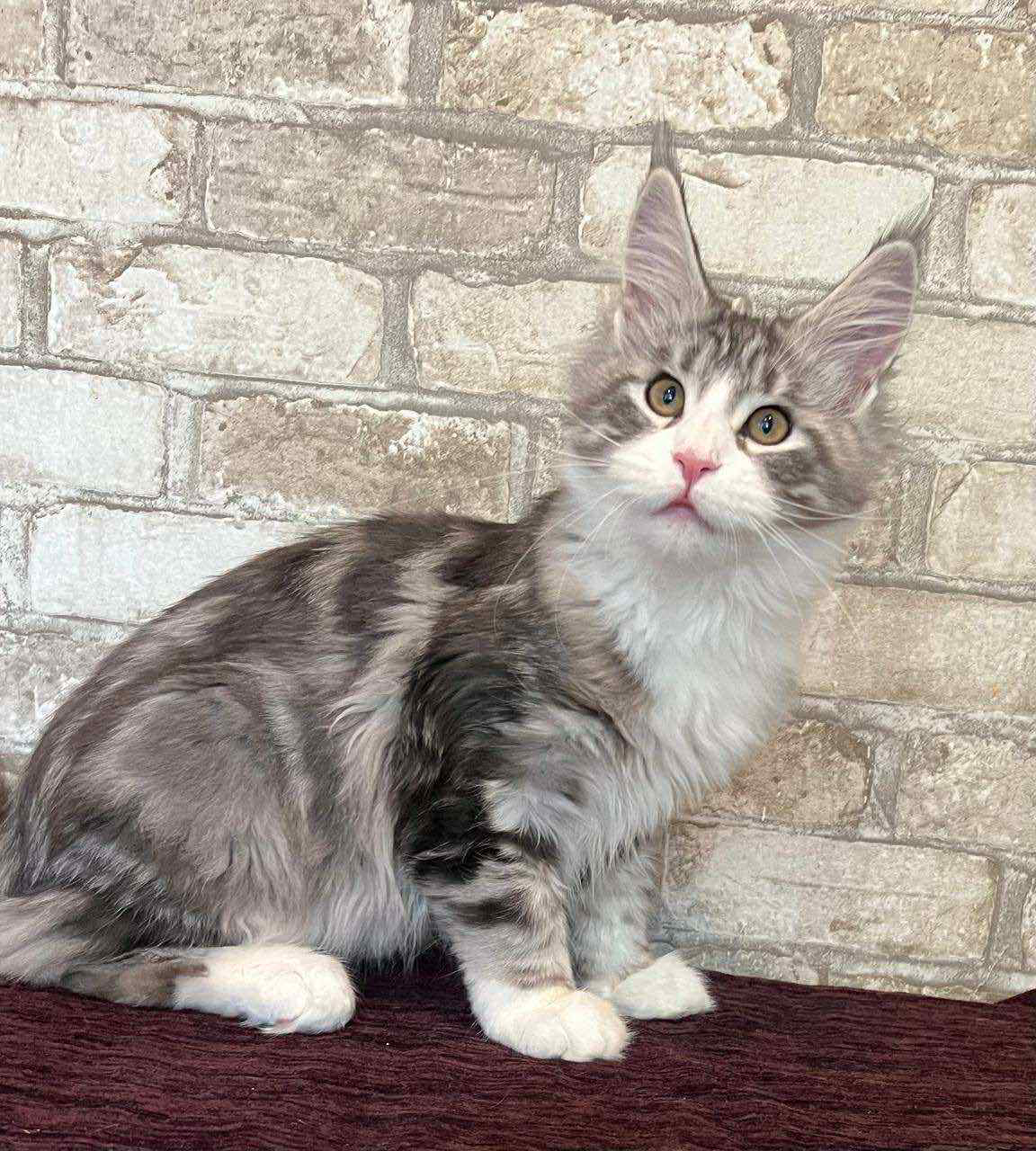 Marfa-Female - Image 5