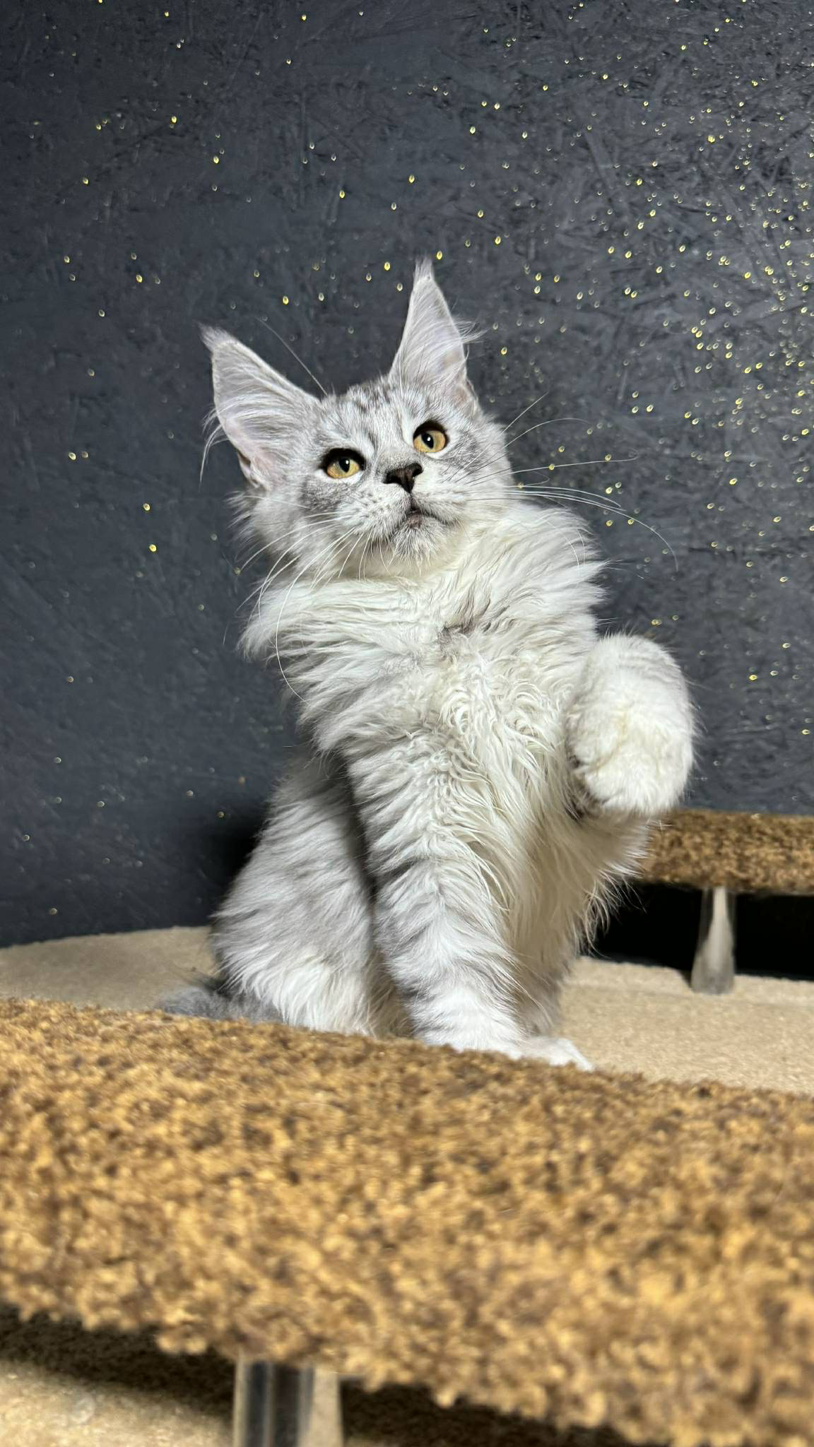 Nimfa-Female - Image 8