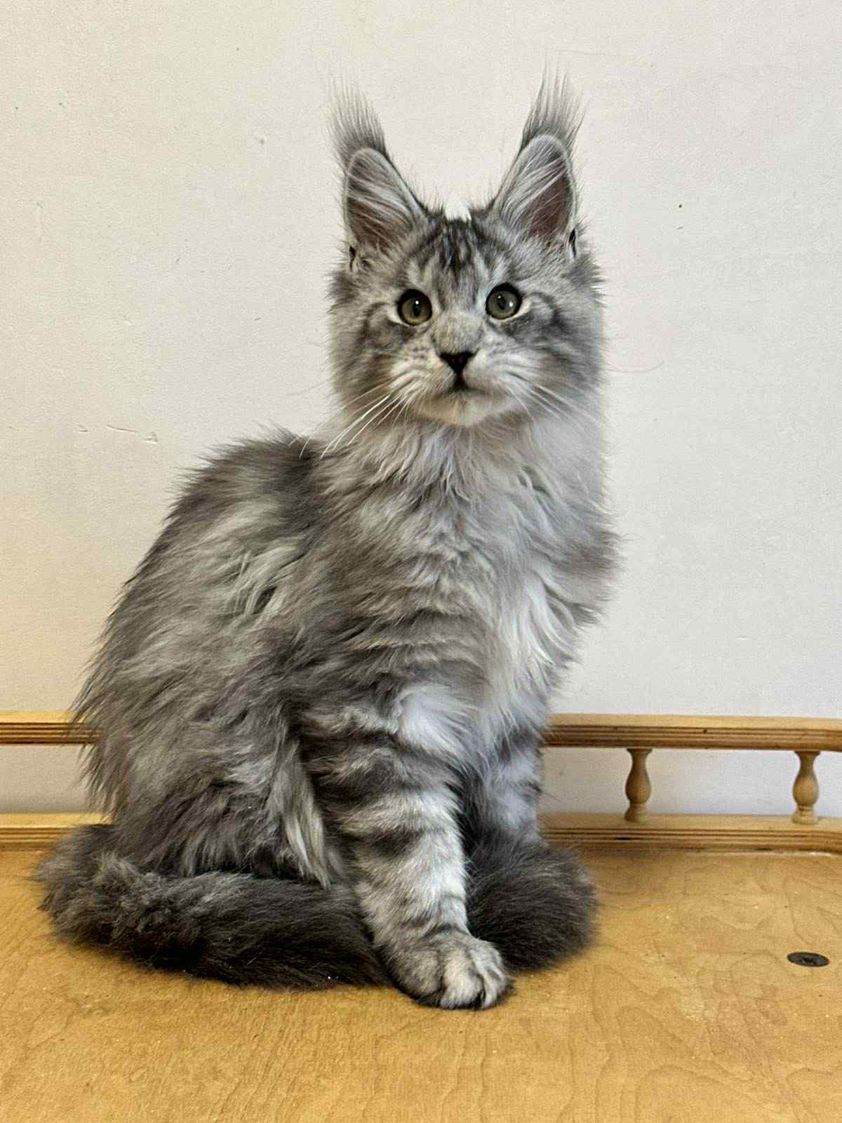 Markus-Male - Image 3