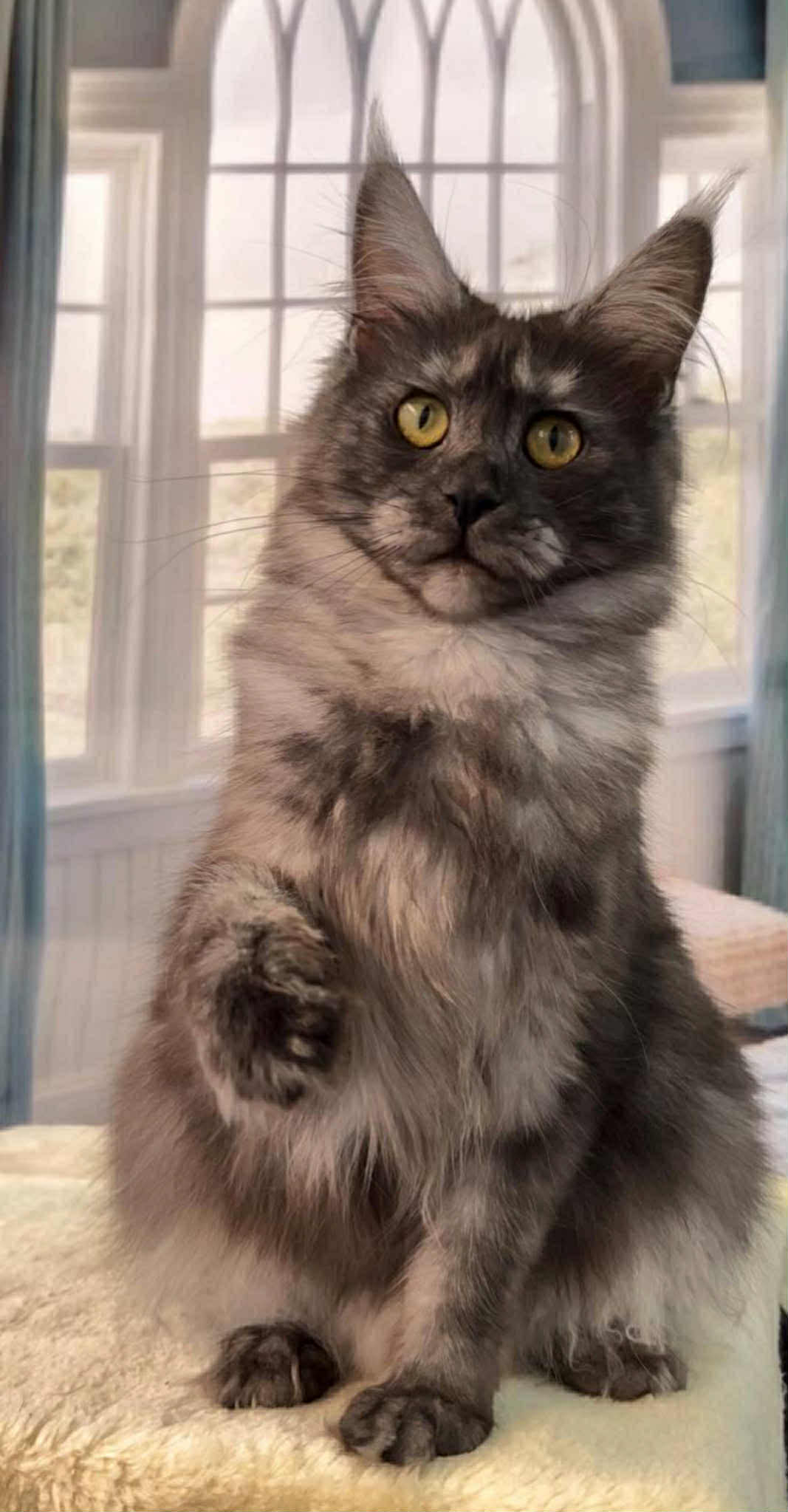 Liliana-Female - Image 3