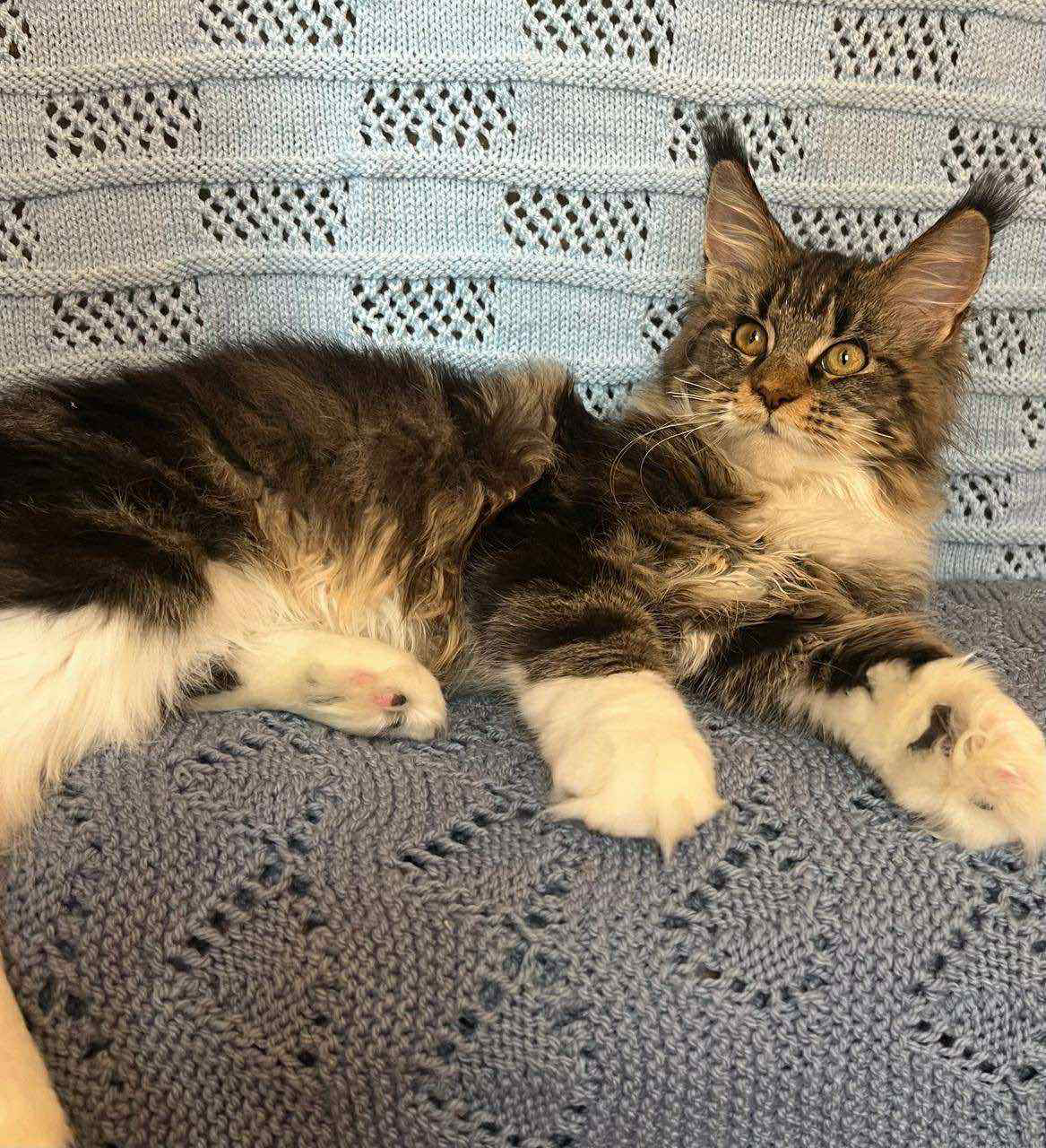 Monika-Female - Image 2