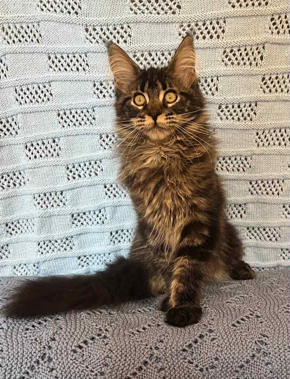 Mona-Female - Image 5