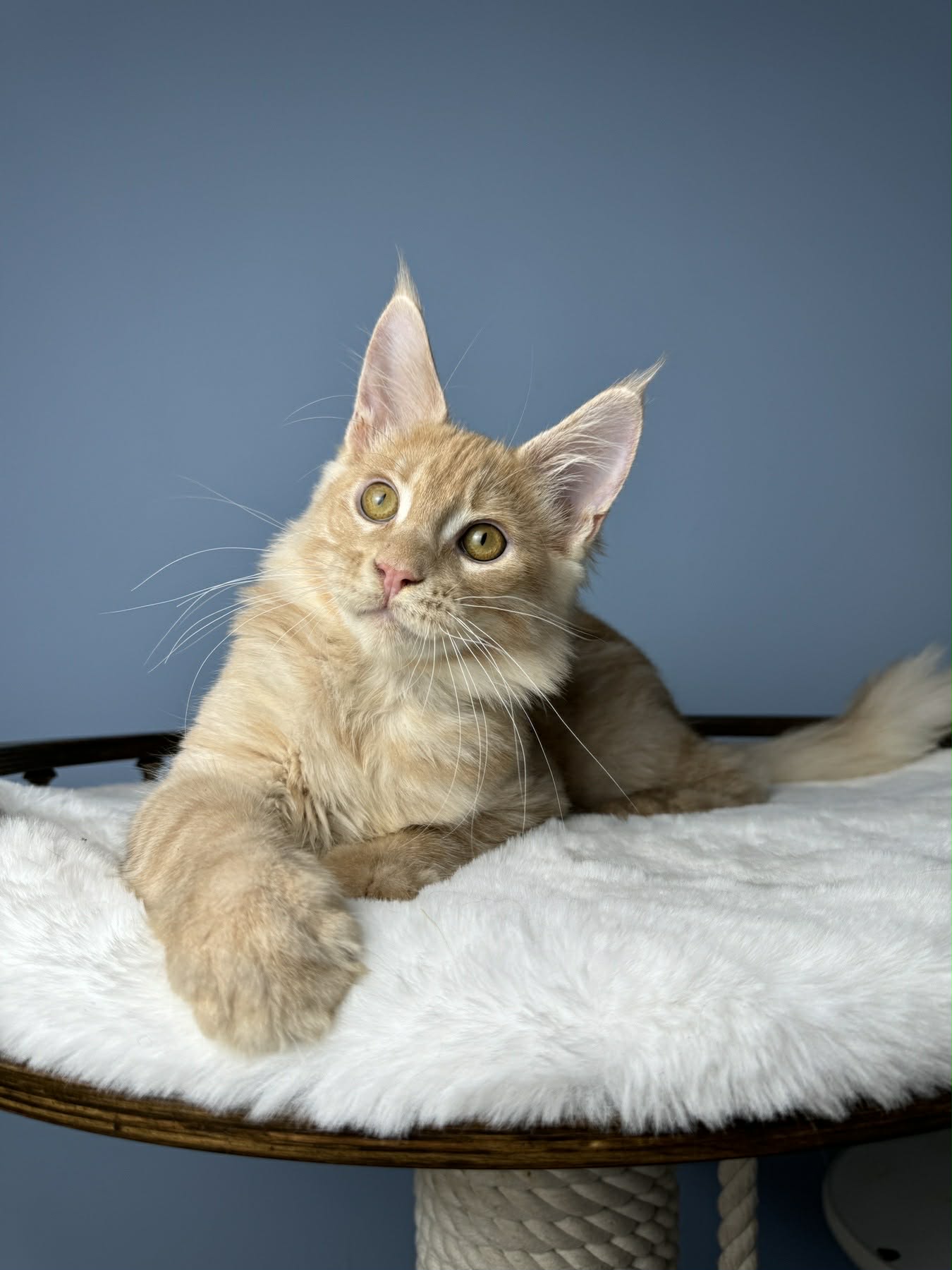 Crewman-Male - Image 6