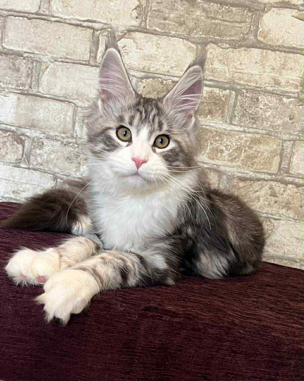 Marfa-Female - Image 6