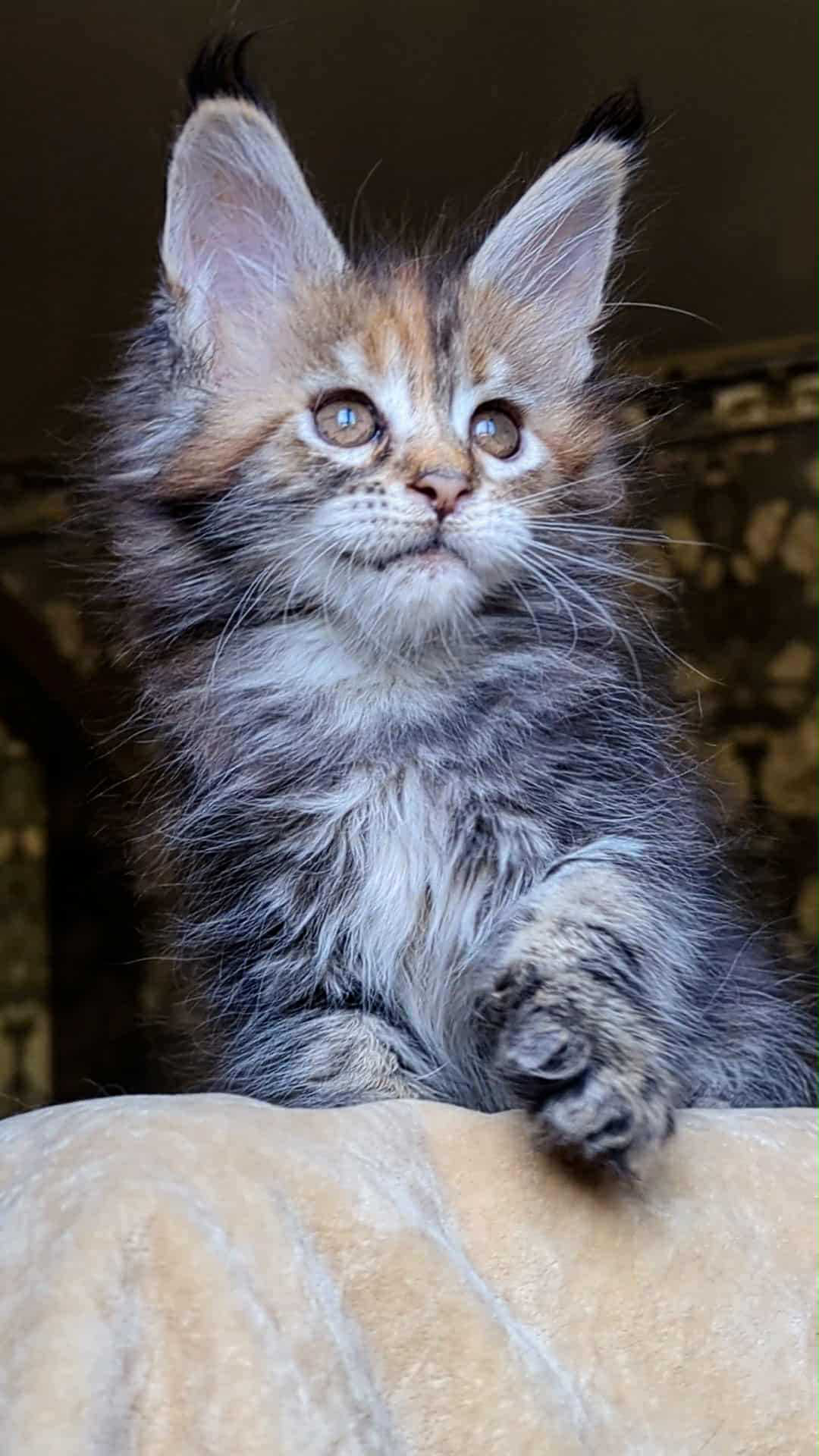 Red Fox-Female - Image 5