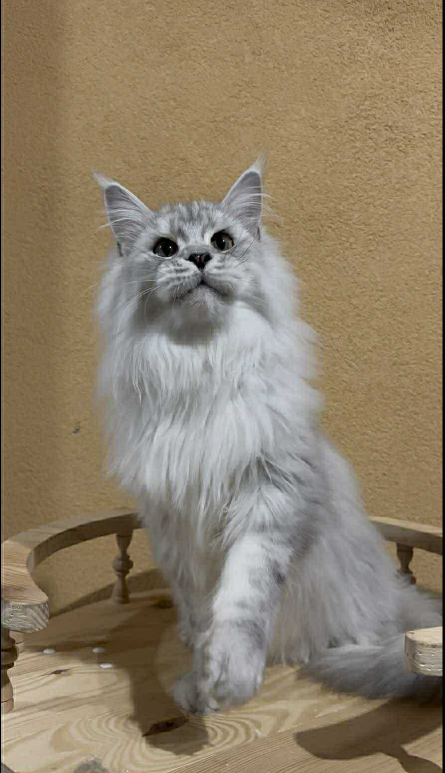 Uspih-Male - Image 5