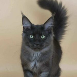Sasha-Male