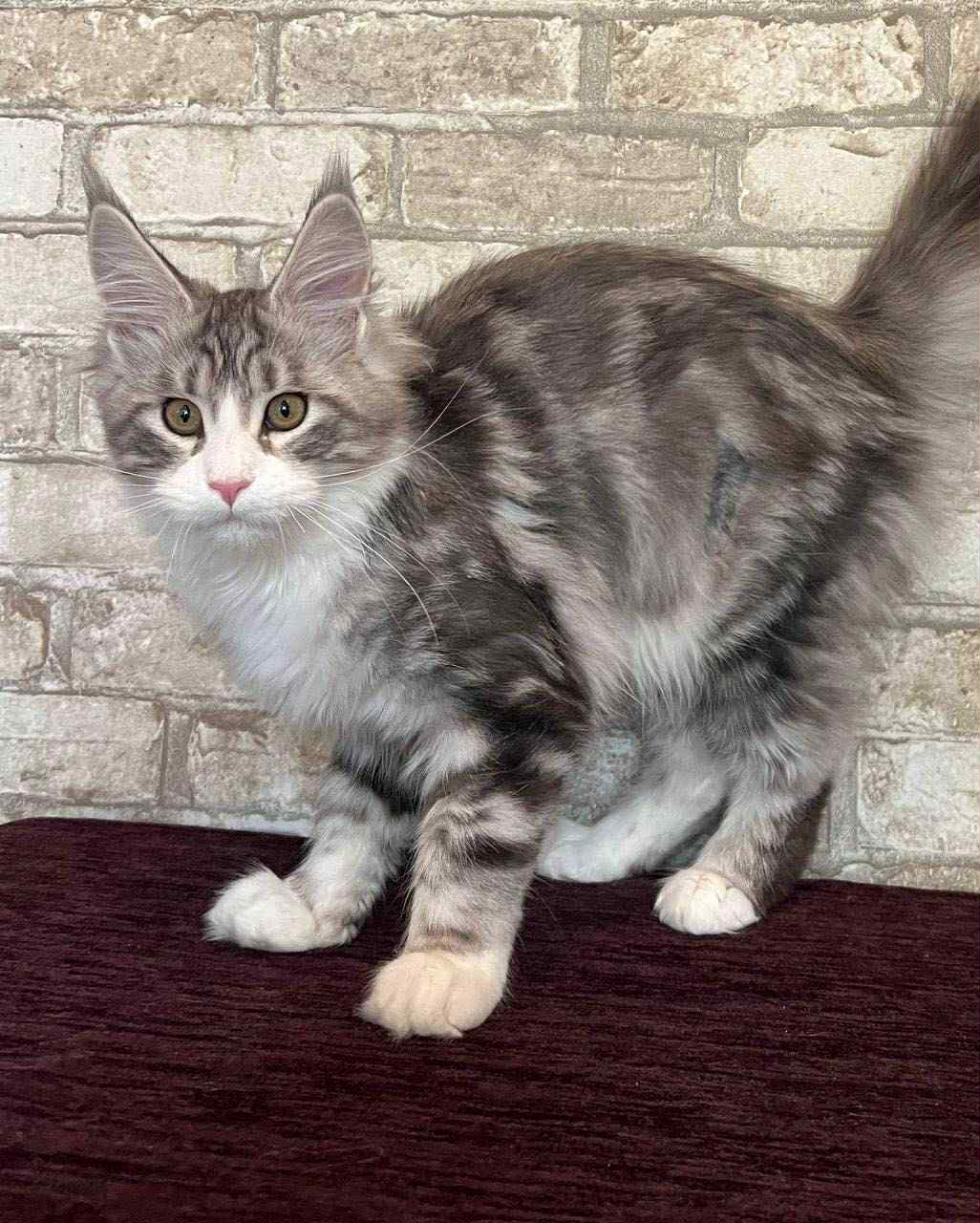 Marfa-Female - Image 4