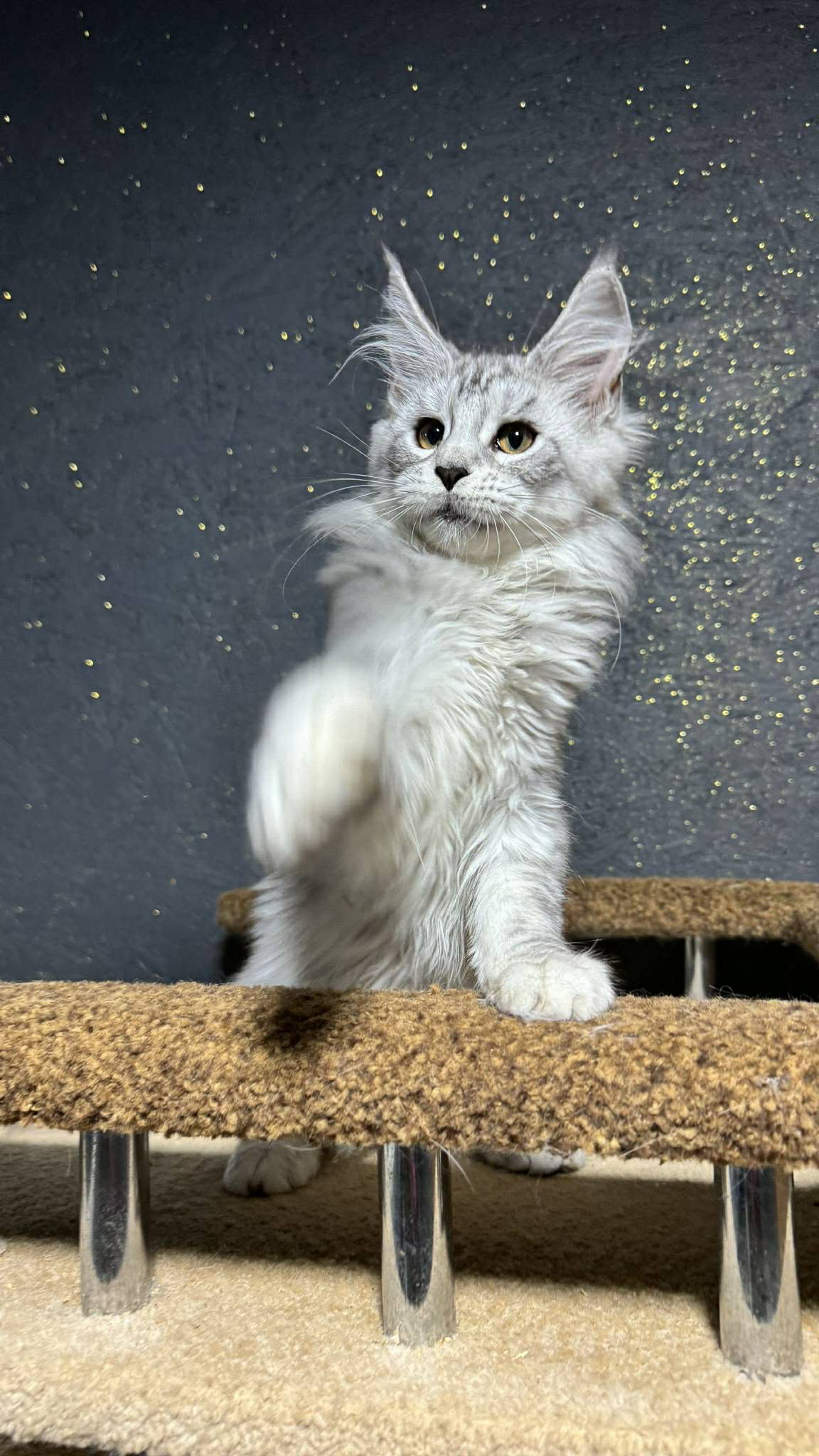 Nimfa-Female - Image 3