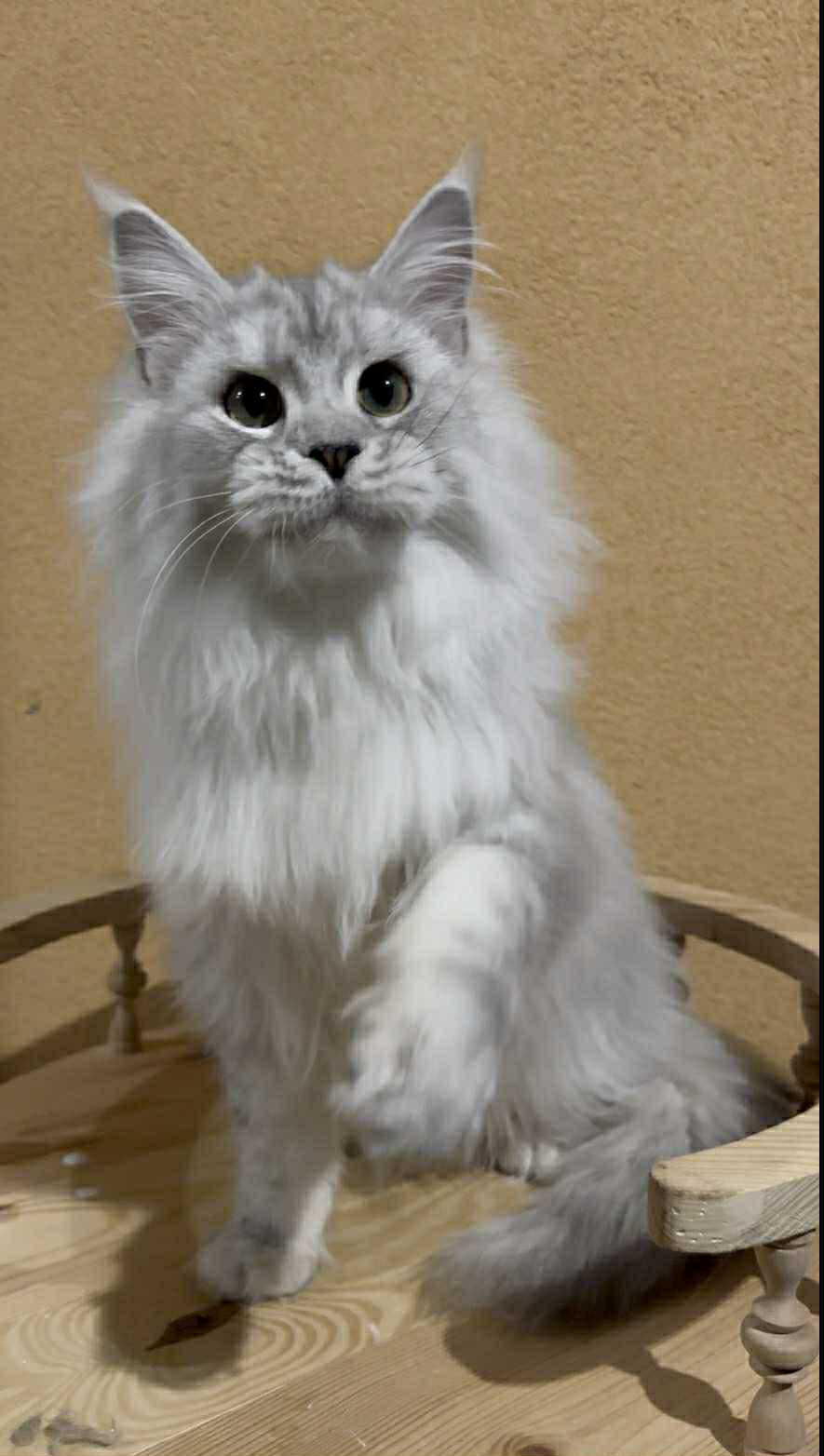 Uspih-Male - Image 10