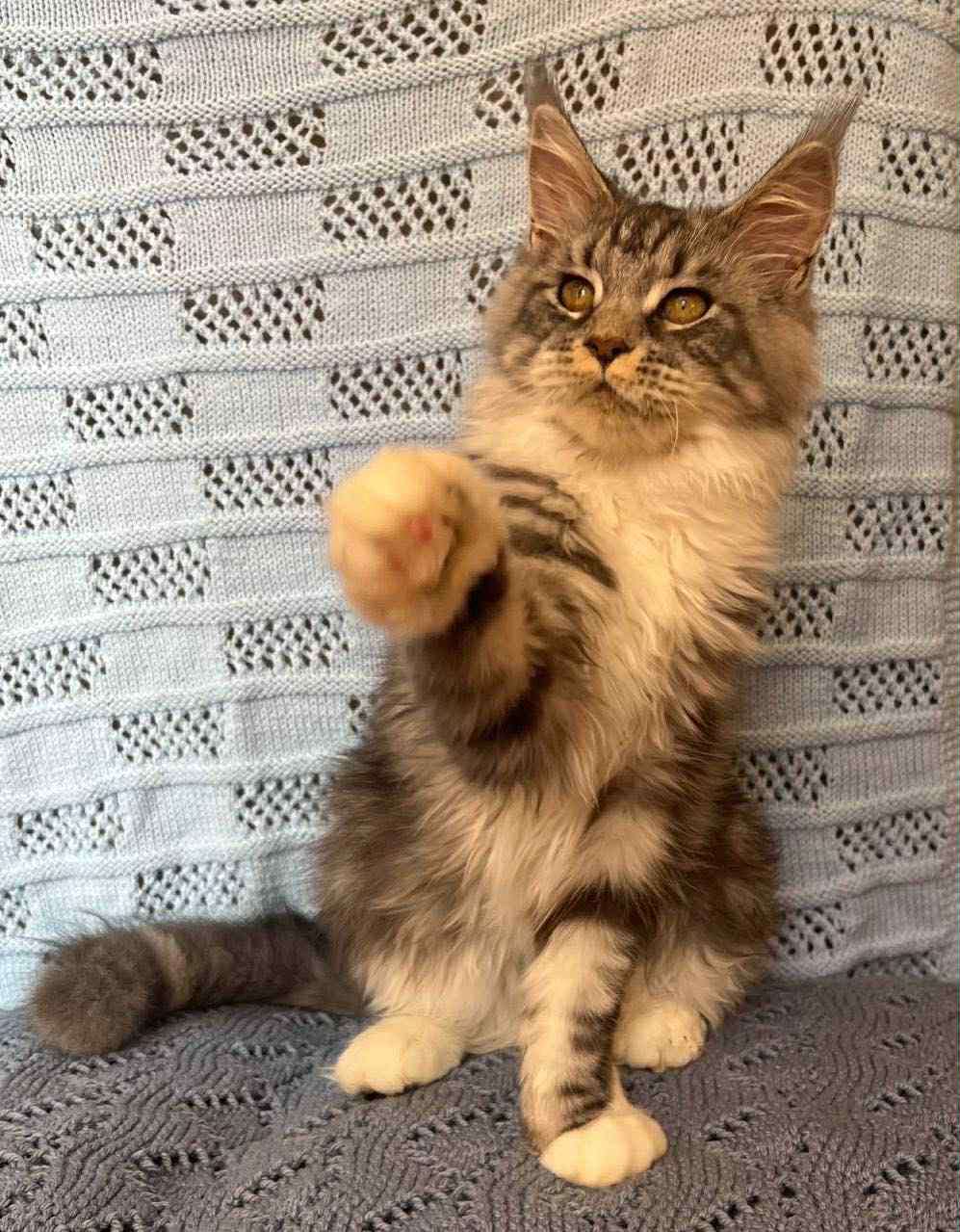 Margo-Female - Image 3