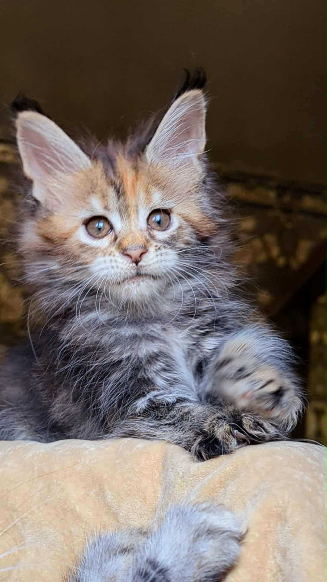 Red Fox-Female - Image 2