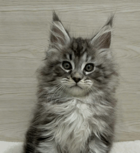 maine coon kittens for sale